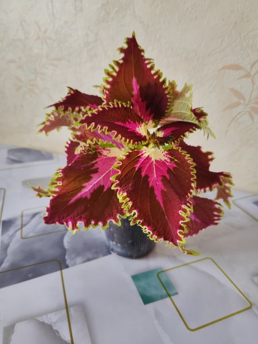 Комнатные растения, распродажа.