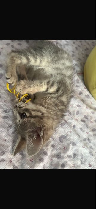 Отдам в добрые  руки котенка мальчик