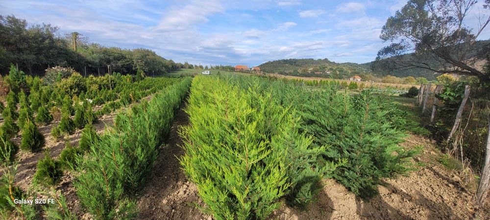 Leylandii pentru gard viu
