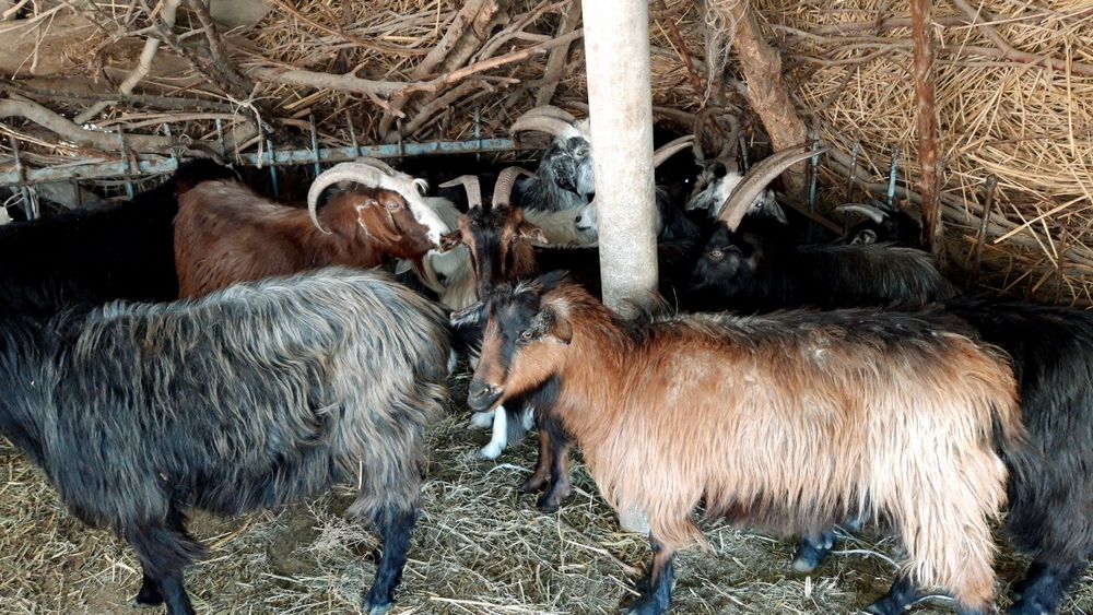 Эчкилар сотилади