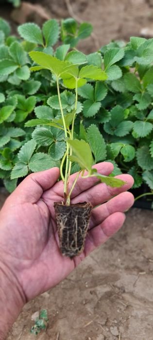 Кассеты для рассады от производителя