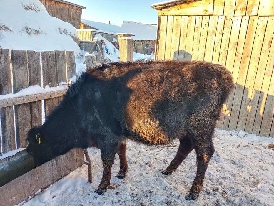 Продам годовалых тёлок