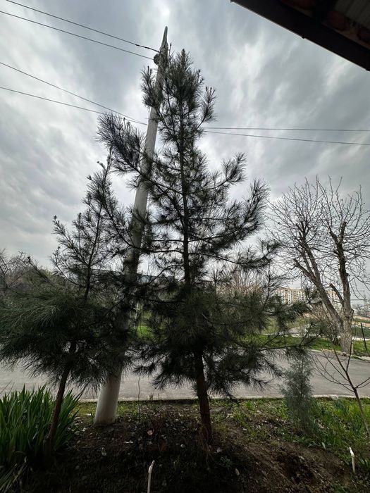 Сосна не молодая