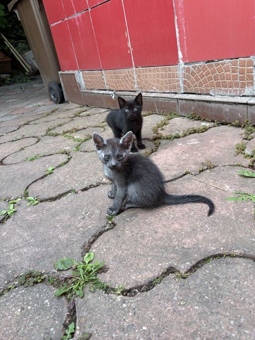 Pui pisica spre adoptie