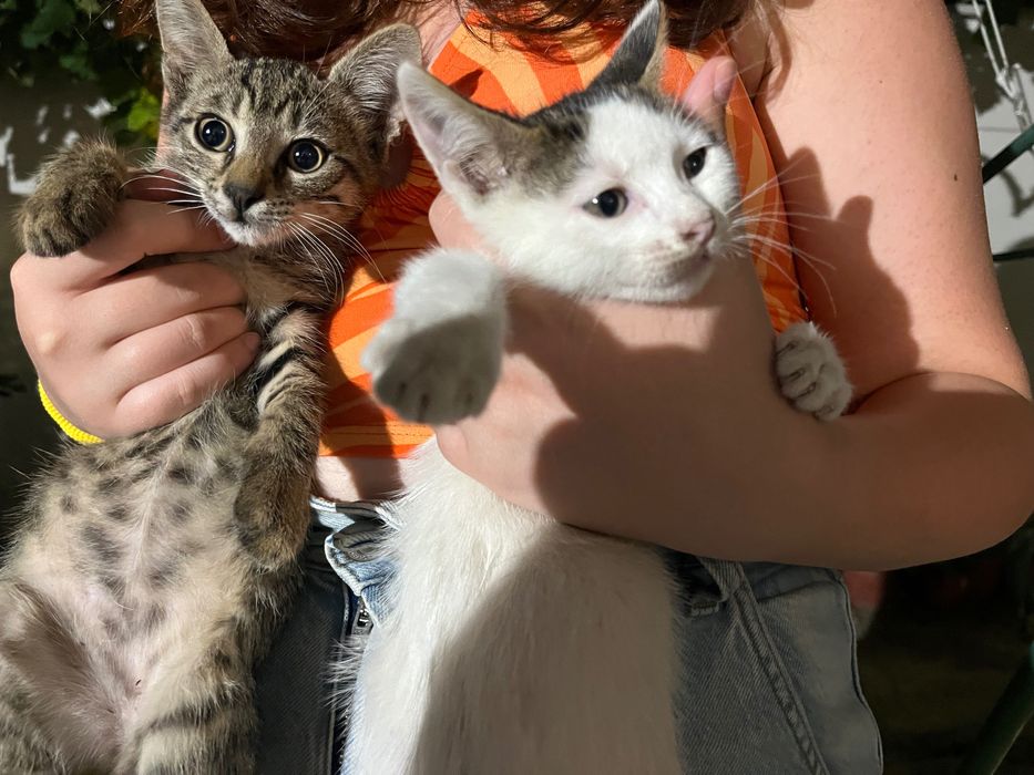 Котета родени на 25.04.2024