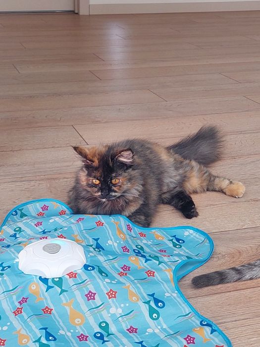 Котенок девочка Ташкент