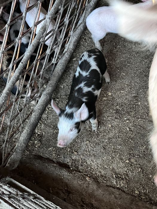 Поросята месячные