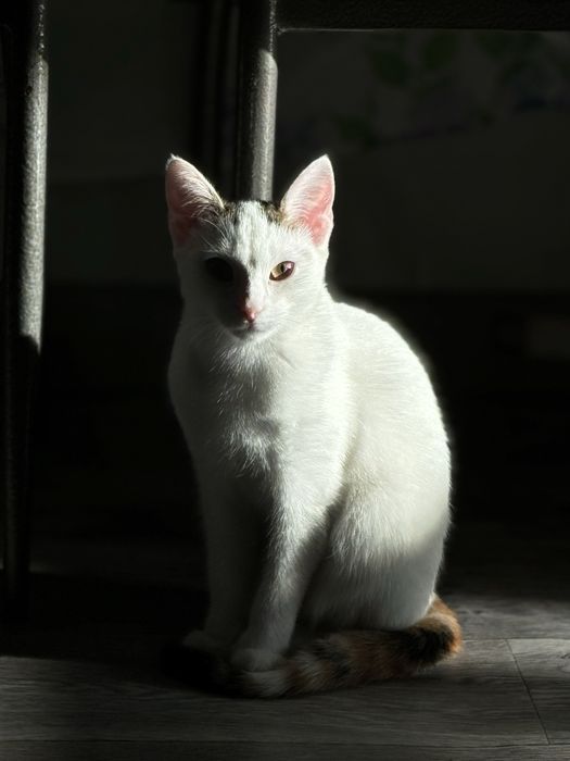 Отдам кошку в добрые руки