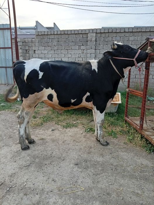 Buqa sotiladi qiziqala