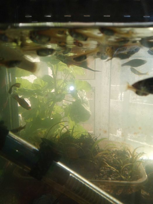 декоративни рибки гупа