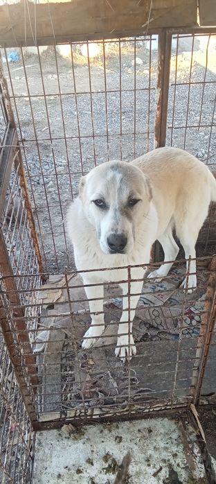 Продам сабака Алабай