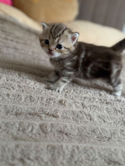 Продам шотланских милых котят