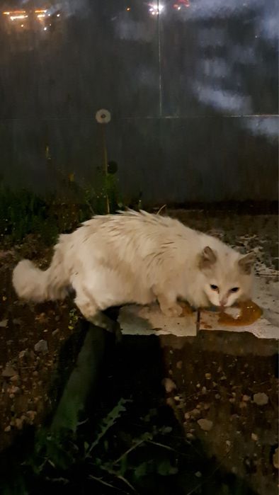 Алматы! Ищу дом кошке , отдам кошку