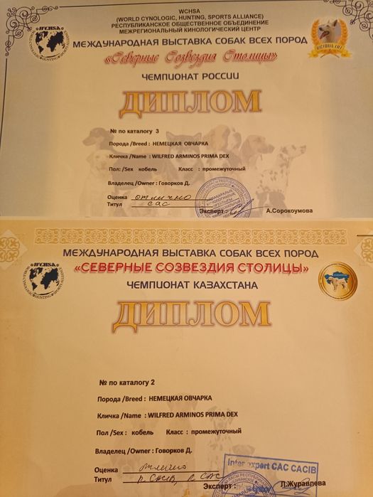 Вязка немецкой овчарки(появился к продаже алиментный щенок, кобель))