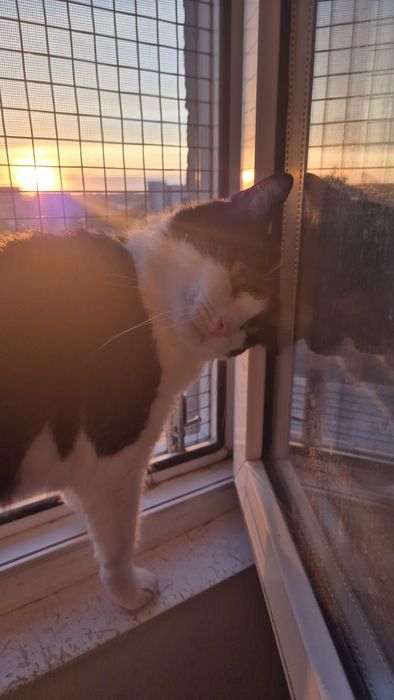 Mica pisica cauta familie