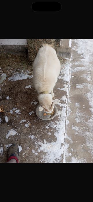 Продаестя козленок