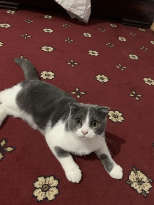 Британский кошка