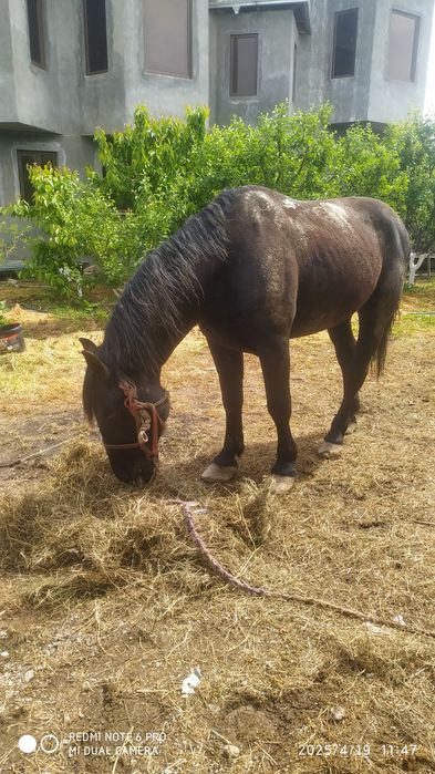 Ot sotiladi jizzaxda