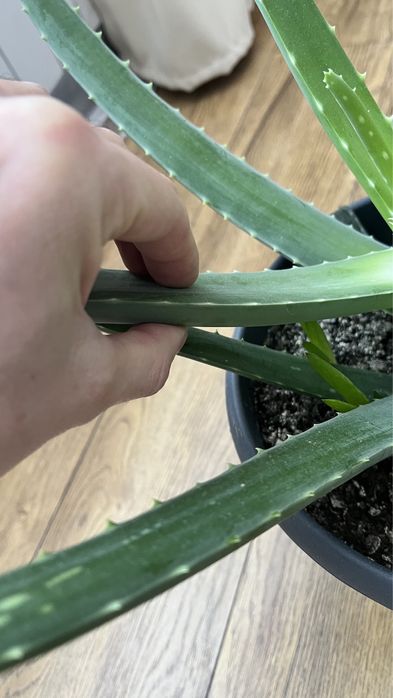 Алоэ лечебный с горшком