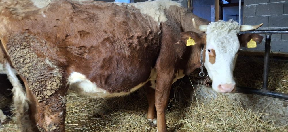 Vând vaci baltata românească