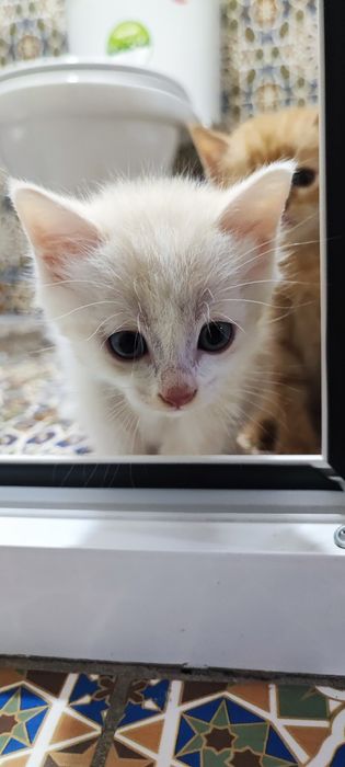 Shinshilla zotli mushukchalar sotiladi 200