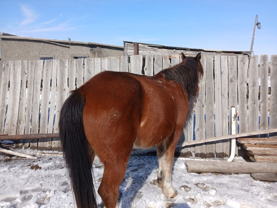 Жылқы сатылады (Арба шанада жүреді)