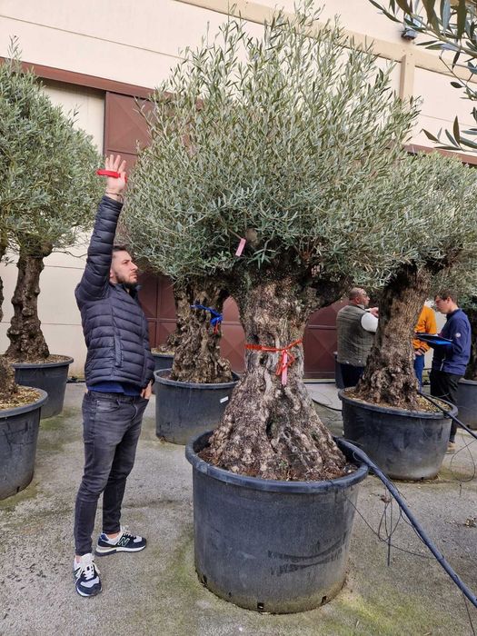 Plante Ornamentale Rezistente – Gata de Plantat