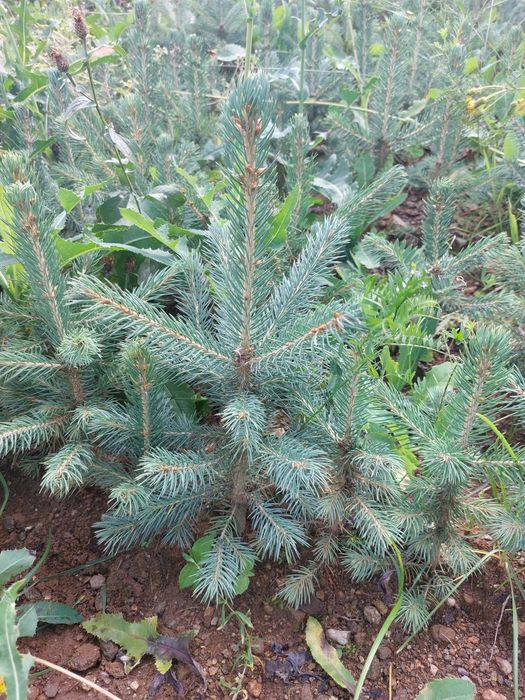 Puieti molid argintiu Picea engelmannii- producator