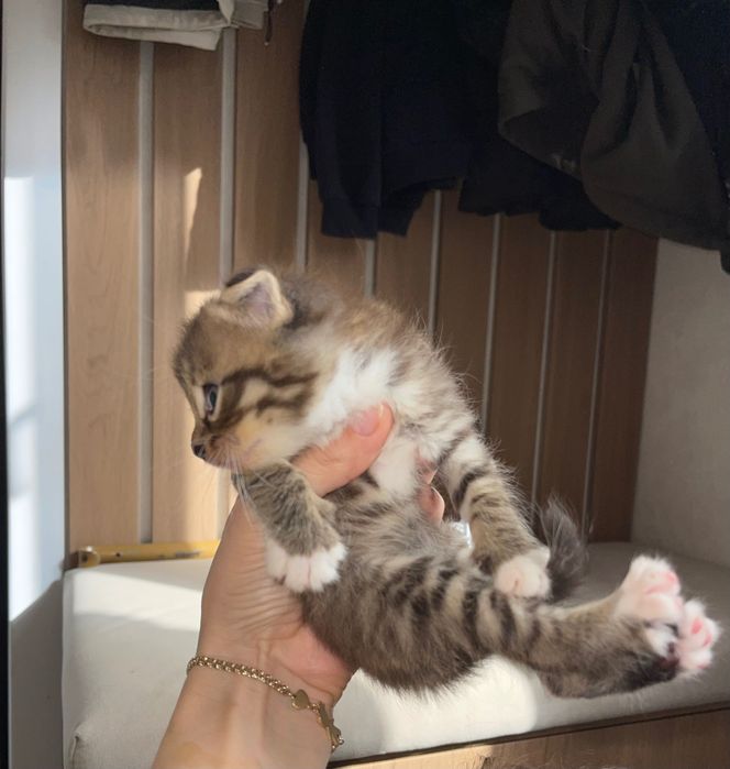 Продам котят , все мальчики