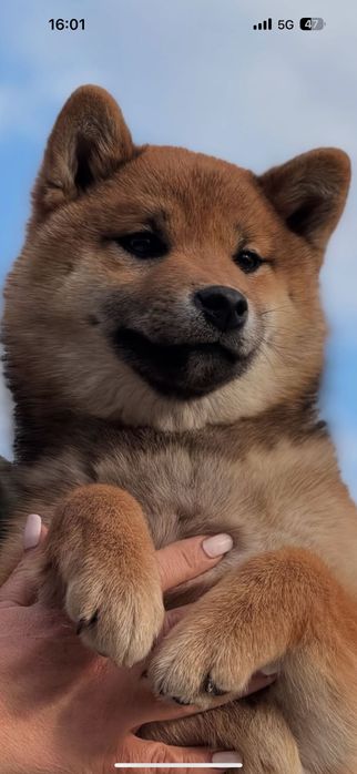 Продаются высоко породные щенки Сиба Ину.