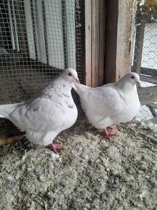 Porumbei Texani  de vanzare