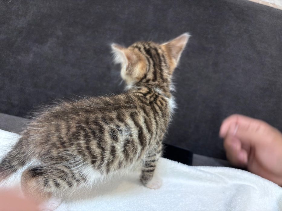 Продажа бенгальских котят