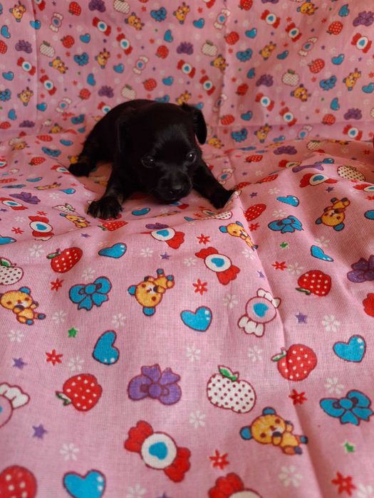 Бронь на щенков русский той терьер