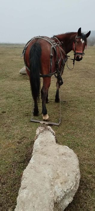 Cal de vânzare .....