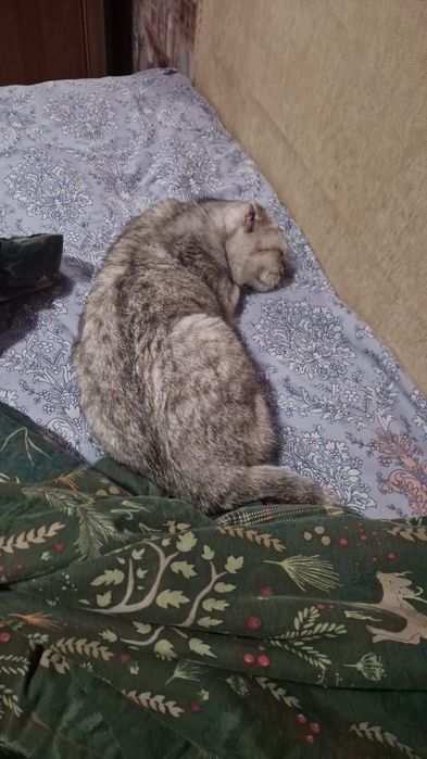 Пропала кошка на 8 микрорайоне