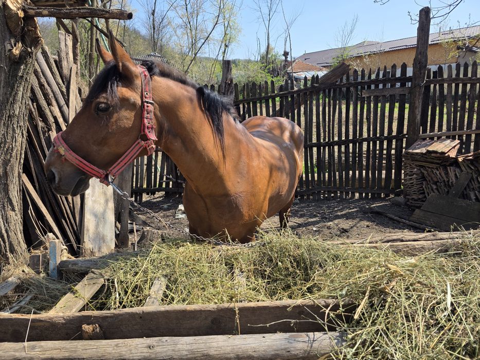 Vand iapa buna de munca