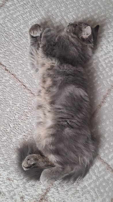 Мысық, Кот, жақсы қарайытын адамға
