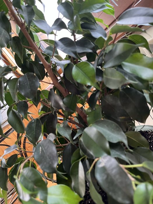 Продам Фикус Каучуконосный