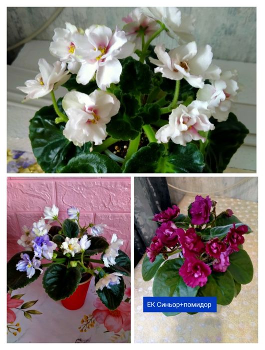 Продажа,детки фиалок!!!