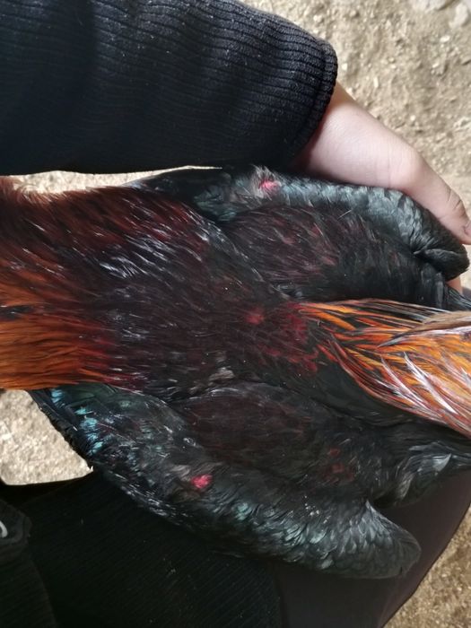 Xoʻroz sotiladi urushgan videolari bor bugun 26 yanvarda urushtirdim