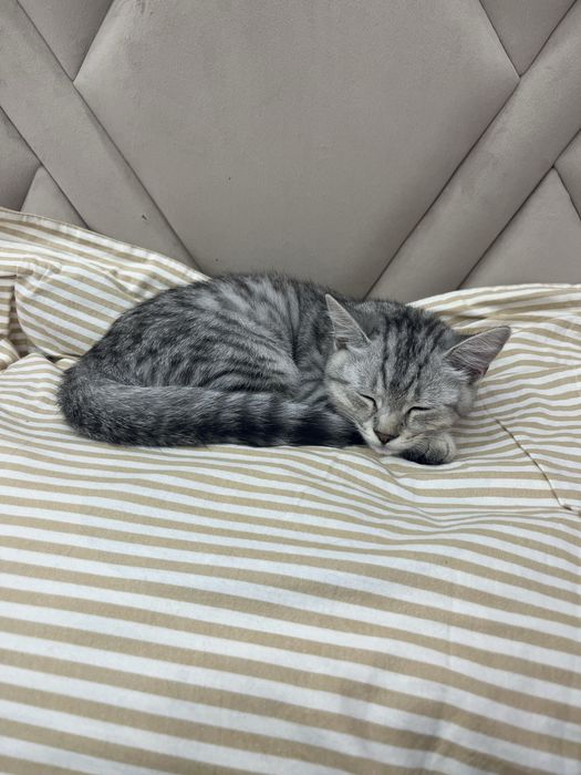 Потерялся котенок