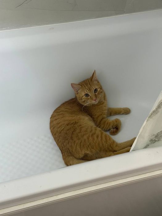 Рыжий кот 1 год