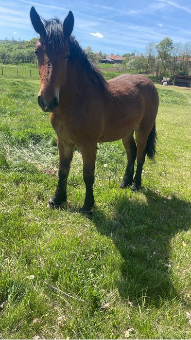 Vand iapa de 7 ani gestanta in 10 luni si o manza de 1 an