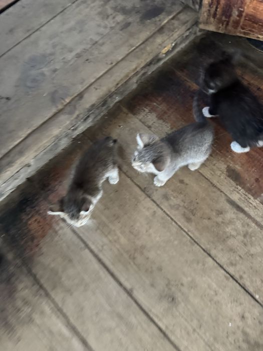 Отдам котят , хорошие красивые )