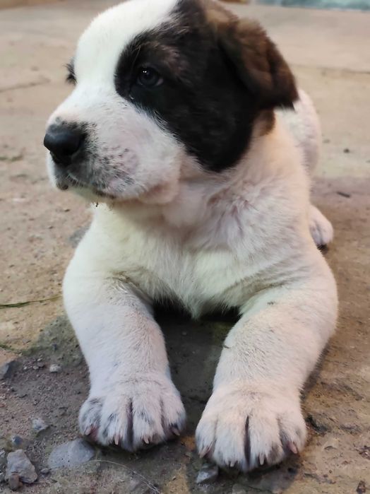 Щенки порода Алабай возраст 40дней