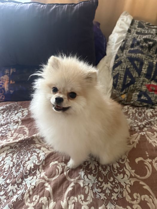 Шпиц красивая девочка