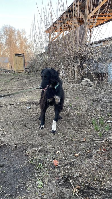 Тазы шашақ құлақ