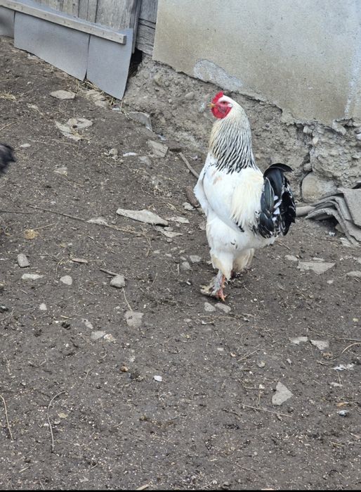 Cocoși/gaini brahma. În Iulie au un an!!