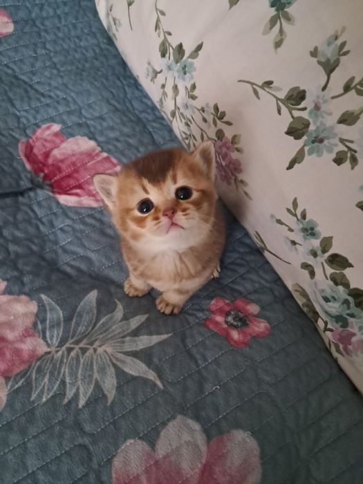Продам  котят  .