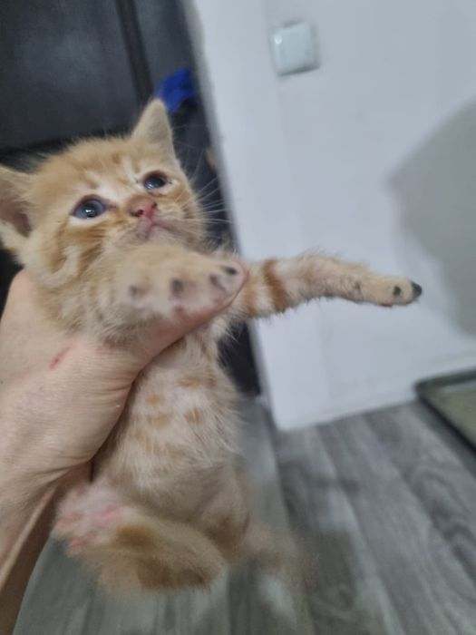 Отдам бесплатно котят